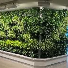 Green Wall